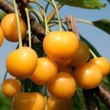 саджанці фруктових дерев