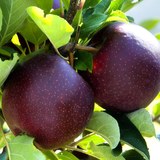 фруктові саджанці