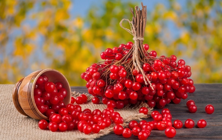 Прислів’я й приказки про калину