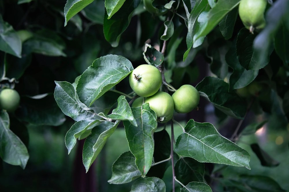 Проклейм – современное решение для защиты садовых культур от плодожорки